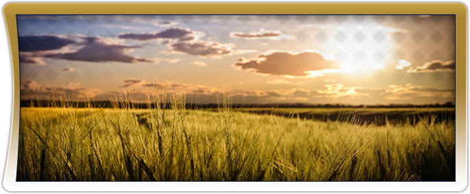 View of a sunrise behind grass